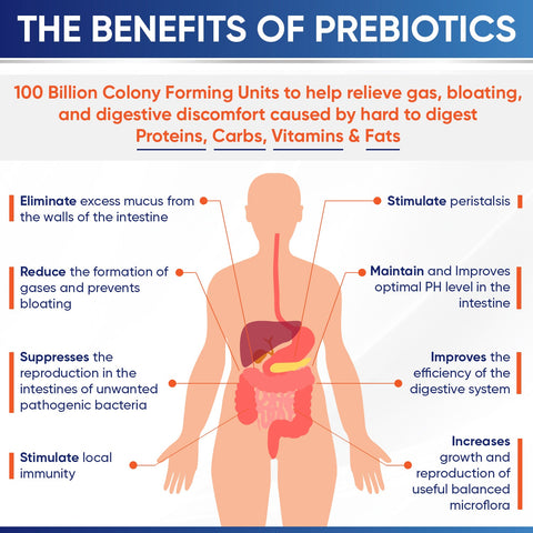 Wholesome Wellness Raw Probiotics 100 Billion CFU Organic 30 Tablets