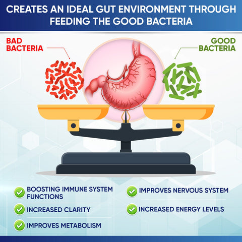 Wholesome Wellness Raw Probiotics 100 Billion CFU Organic 30 Tablets
